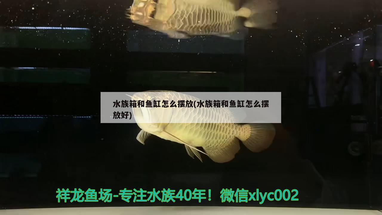 水族箱和鱼缸怎么摆放(水族箱和鱼缸怎么摆放好)