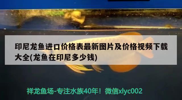 印尼龙鱼进口价格表最新图片及价格视频下载大全(龙鱼在印尼多少钱) 观赏鱼进出口