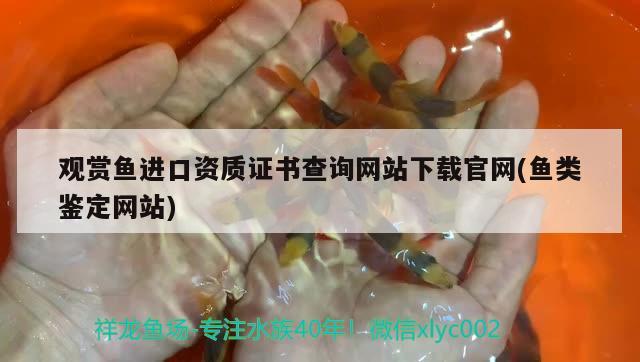 观赏鱼进口资质证书查询网站下载官网(鱼类鉴定网站) 观赏鱼进出口