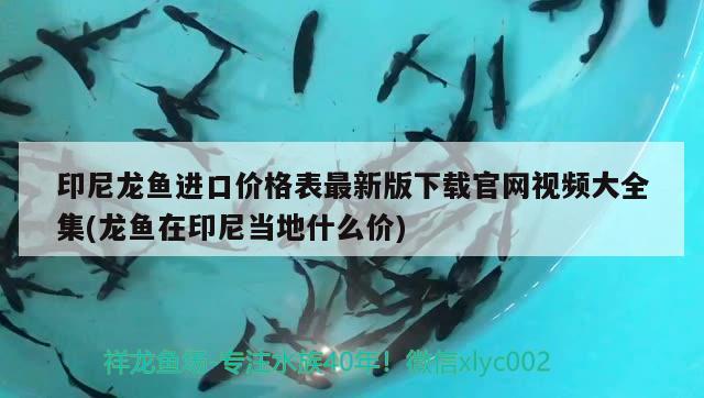 印尼龙鱼进口价格表最新版下载官网视频大全集(龙鱼在印尼当地什么价) 观赏鱼进出口