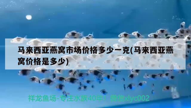 马来西亚燕窝市场价格多少一克(马来西亚燕窝价格是多少) 马来西亚燕窝