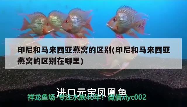 印尼和马来西亚燕窝的区别(印尼和马来西亚燕窝的区别在哪里) 马来西亚燕窝