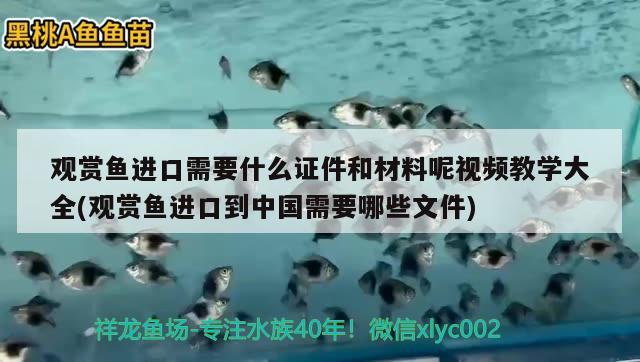 观赏鱼进口需要什么证件和材料呢视频教学大全(观赏鱼进口到中国需要哪些文件) 观赏鱼进出口