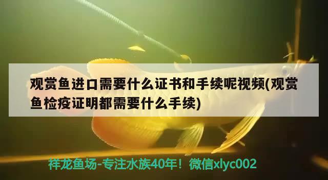 观赏鱼进口需要什么证书和手续呢视频(观赏鱼检疫证明都需要什么手续) 观赏鱼进出口