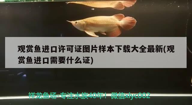 观赏鱼进口许可证图片样本下载大全最新(观赏鱼进口需要什么证)