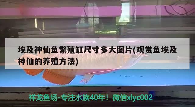 埃及神仙鱼繁殖缸尺寸多大图片(观赏鱼埃及神仙的养殖方法) 埃及神仙鱼