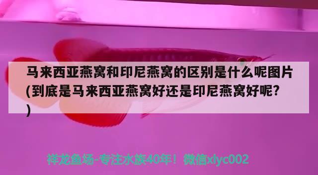 马来西亚燕窝和印尼燕窝的区别是什么呢图片(到底是马来西亚燕窝好还是印尼燕窝好呢?) 马来西亚燕窝 第2张