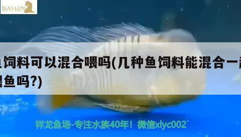 鱼饲料可以混合喂吗(几种鱼饲料能混合一起喂鱼吗？) 哥伦比亚巨暴鱼苗