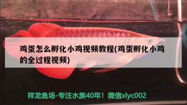 鸡蛋怎么孵化小鸡视频教程(鸡蛋孵化小鸡的全过程视频) 观赏鱼水族批发市场