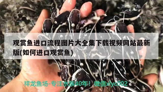 观赏鱼进口流程图片大全集下载视频网站最新版(如何进口观赏鱼) 观赏鱼进出口