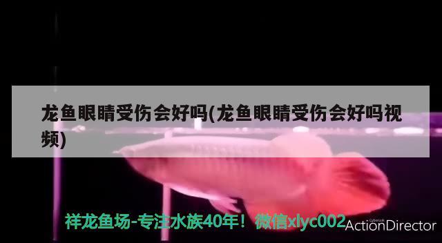 龙鱼眼睛受伤会好吗(龙鱼眼睛受伤会好吗视频) 广州祥龙国际水族贸易