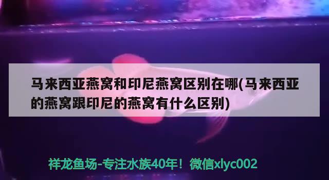 马来西亚燕窝和印尼燕窝区别在哪(马来西亚的燕窝跟印尼的燕窝有什么区别)