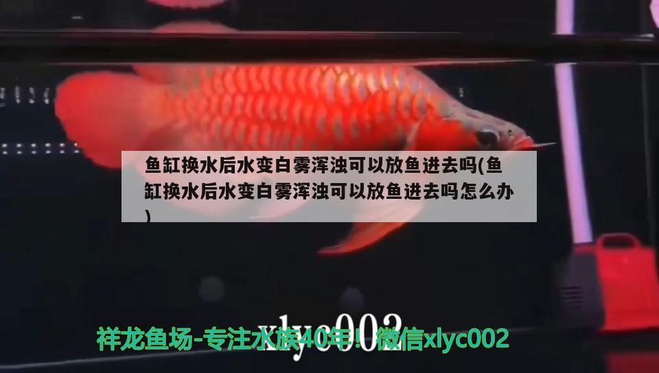 鱼缸换水后水变白雾浑浊可以放鱼进去吗(鱼缸换水后水变白雾浑浊可以放鱼进去吗怎么办)