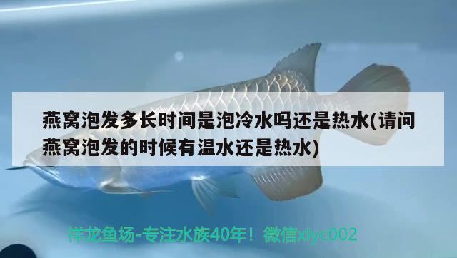 燕窝泡发多长时间是泡冷水吗还是热水(请问燕窝泡发的时候有温水还是热水) 马来西亚燕窝 第2张