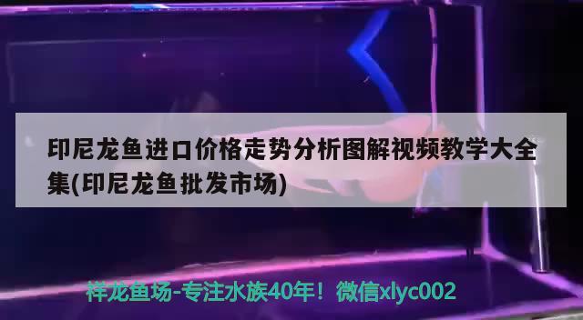 印尼龙鱼进口价格走势分析图解视频教学大全集(印尼龙鱼批发市场)