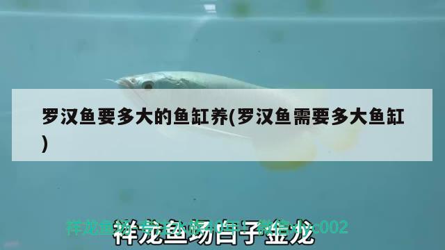 罗汉鱼要多大的鱼缸养(罗汉鱼需要多大鱼缸)