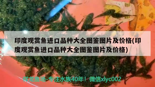 印度观赏鱼进口品种大全图鉴图片及价格(印度观赏鱼进口品种大全图鉴图片及价格)