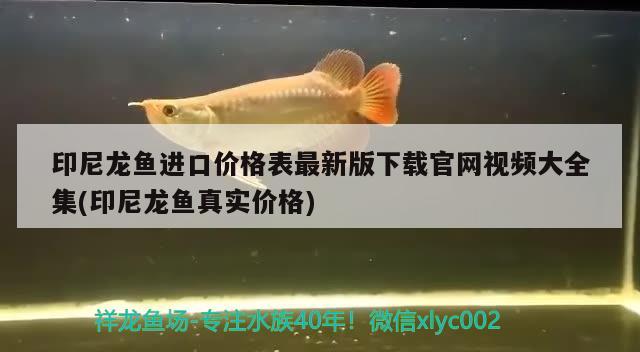 印尼龙鱼进口价格表最新版下载官网视频大全集(印尼龙鱼真实价格) 观赏鱼进出口