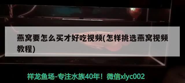 燕窝要怎么买才好吃视频(怎样挑选燕窝视频教程) 马来西亚燕窝