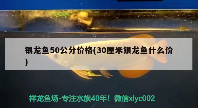 银龙鱼50公分价格(30厘米银龙鱼什么价) 银龙鱼