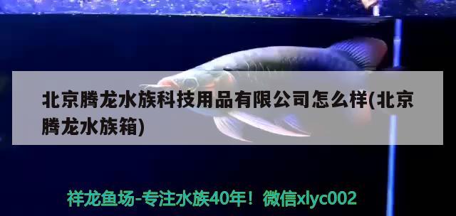 北京腾龙水族科技用品有限公司怎么样(北京腾龙水族箱) 鱼缸/水族箱