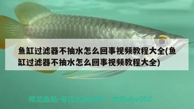 鱼缸过滤器不抽水怎么回事视频教程大全(鱼缸过滤器不抽水怎么回事视频教程大全) 白子红龙鱼