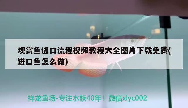 观赏鱼进口流程视频教程大全图片下载免费(进口鱼怎么做) 观赏鱼进出口