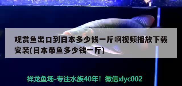 观赏鱼出口到日本多少钱一斤啊视频播放下载安装(日本带鱼多少钱一斤) 观赏鱼进出口