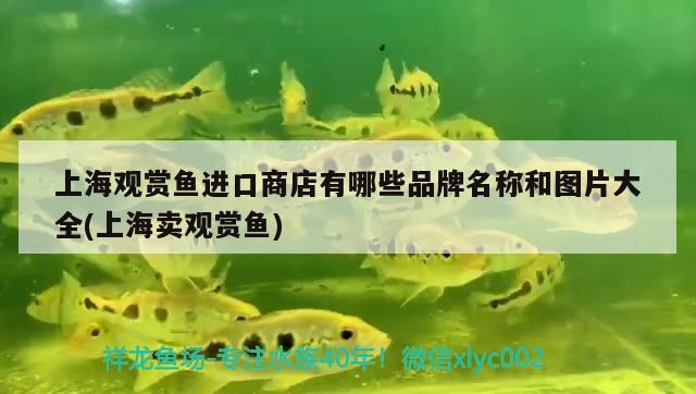 上海观赏鱼进口商店有哪些品牌名称和图片大全(上海卖观赏鱼) 观赏鱼进出口