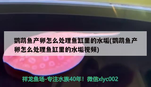 鹦鹉鱼产卵怎么处理鱼缸里的水垢(鹦鹉鱼产卵怎么处理鱼缸里的水垢视频)