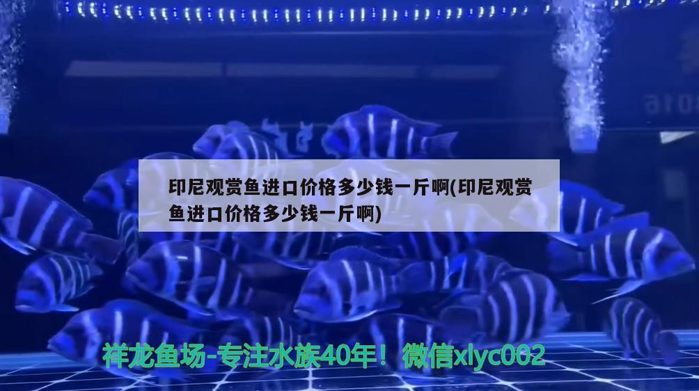 印尼观赏鱼进口价格多少钱一斤啊(印尼观赏鱼进口价格多少钱一斤啊) 观赏鱼进出口