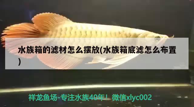 水族箱的滤材怎么摆放(水族箱底滤怎么布置) 鱼缸/水族箱