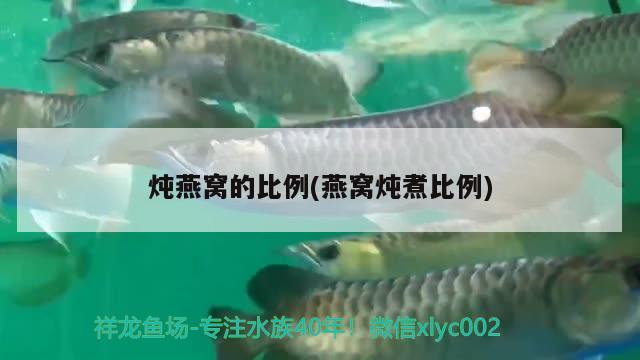 炖燕窝的比例(燕窝炖煮比例) 马来西亚燕窝