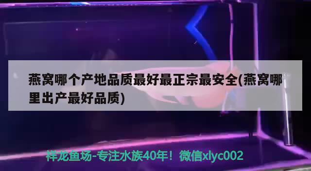 燕窝哪个产地品质最好最正宗最安全(燕窝哪里出产最好品质) 马来西亚燕窝