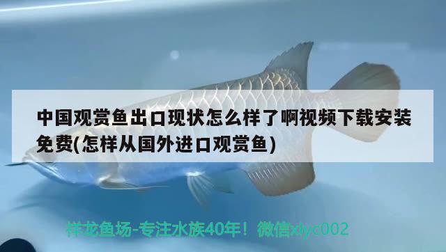 中国观赏鱼出口现状怎么样了啊视频下载安装免费(怎样从国外进口观赏鱼)