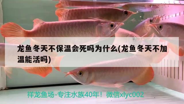 龙鱼冬天不保温会死吗为什么(龙鱼冬天不加温能活吗) 养鱼知识