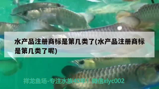 水产品注册商标是第几类了(水产品注册商标是第几类了呢) 黄金斑马鱼