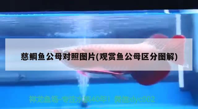 慈鲷鱼公母对照图片(观赏鱼公母区分图解) 观赏鱼水族批发市场