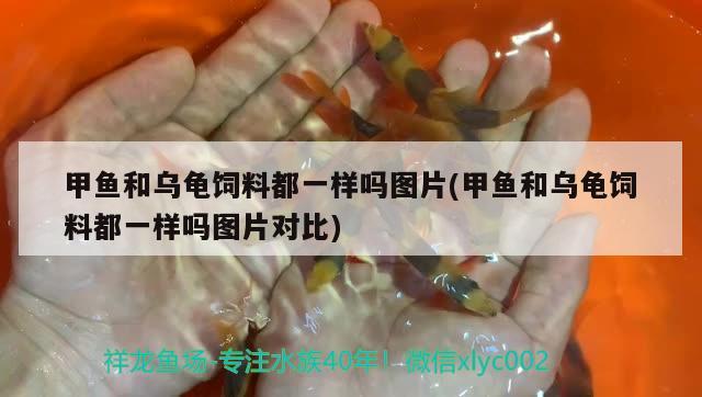 甲鱼和乌龟饲料都一样吗图片(甲鱼和乌龟饲料都一样吗图片对比) 乌龟