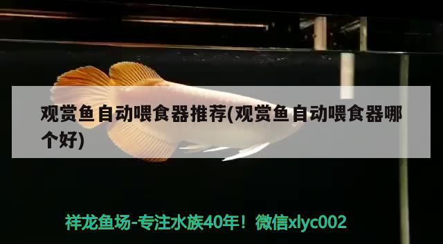 观赏鱼自动喂食器推荐(观赏鱼自动喂食器哪个好)