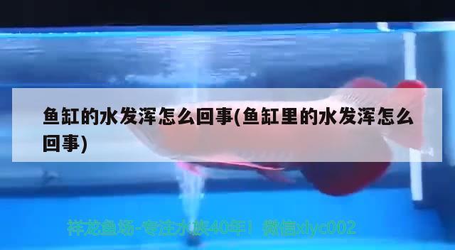 鱼缸的水发浑怎么回事(鱼缸里的水发浑怎么回事) 飞凤鱼苗