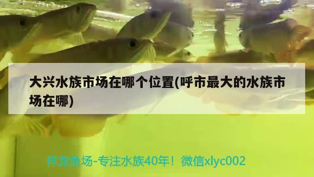 大兴水族市场在哪个位置(呼市最大的水族市场在哪) 泰国虎鱼