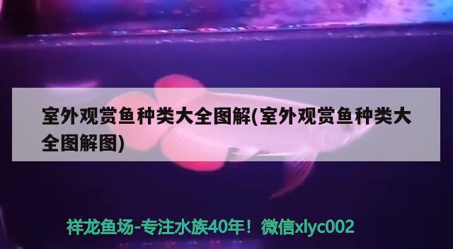 室外观赏鱼种类大全图解(室外观赏鱼种类大全图解图) 水族品牌