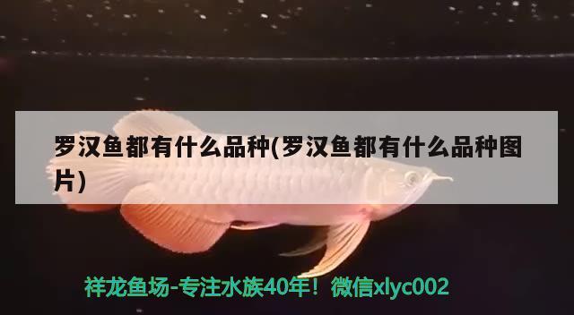 罗汉鱼都有什么品种(罗汉鱼都有什么品种图片) 罗汉鱼