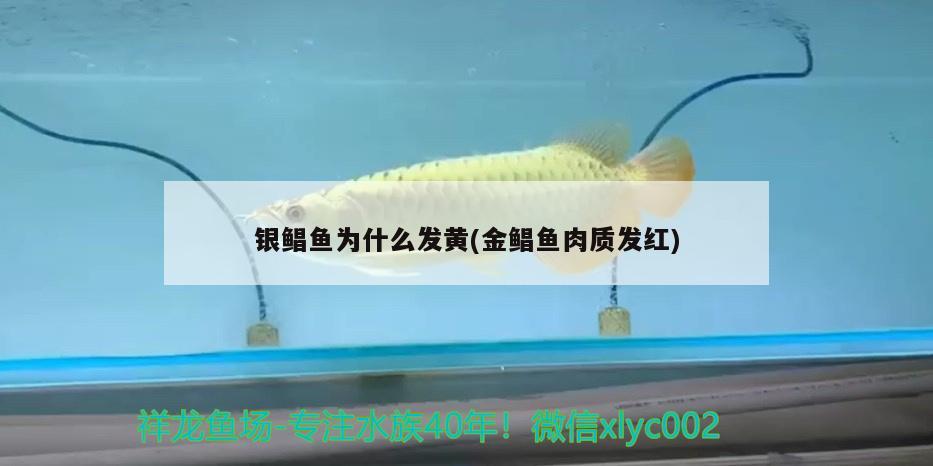 银鲳鱼为什么发黄(金鲳鱼肉质发红) 广州祥龙国际水族贸易