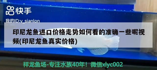 印尼龙鱼进口价格走势如何看的准确一些呢视频(印尼龙鱼真实价格)