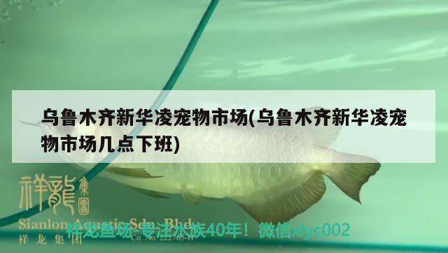 乌鲁木齐新华凌宠物市场(乌鲁木齐新华凌宠物市场几点下班) 龙鱼疾病与治疗