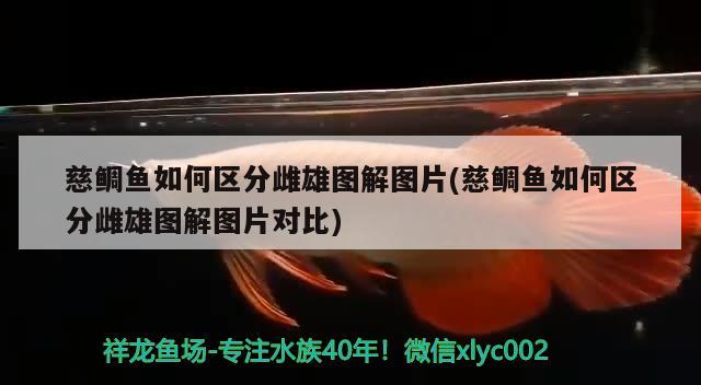 慈鲷鱼如何区分雌雄图解图片(慈鲷鱼如何区分雌雄图解图片对比) 观赏鱼市场