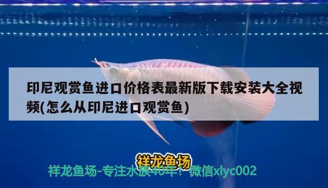 印尼观赏鱼进口价格表最新版下载安装大全视频(怎么从印尼进口观赏鱼) 观赏鱼进出口