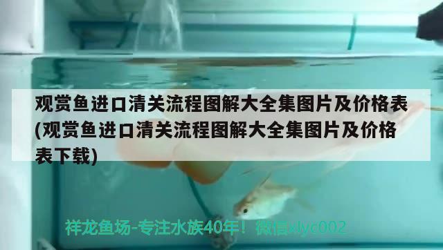 观赏鱼进口清关流程图解大全集图片及价格表(观赏鱼进口清关流程图解大全集图片及价格表下载) 观赏鱼进出口